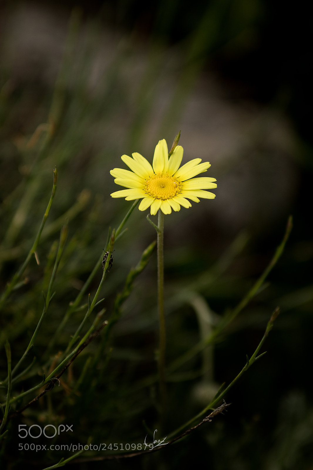 Canon EOS 1300D (EOS Rebel T6 / EOS Kiss X80) sample photo. Solitaire photography