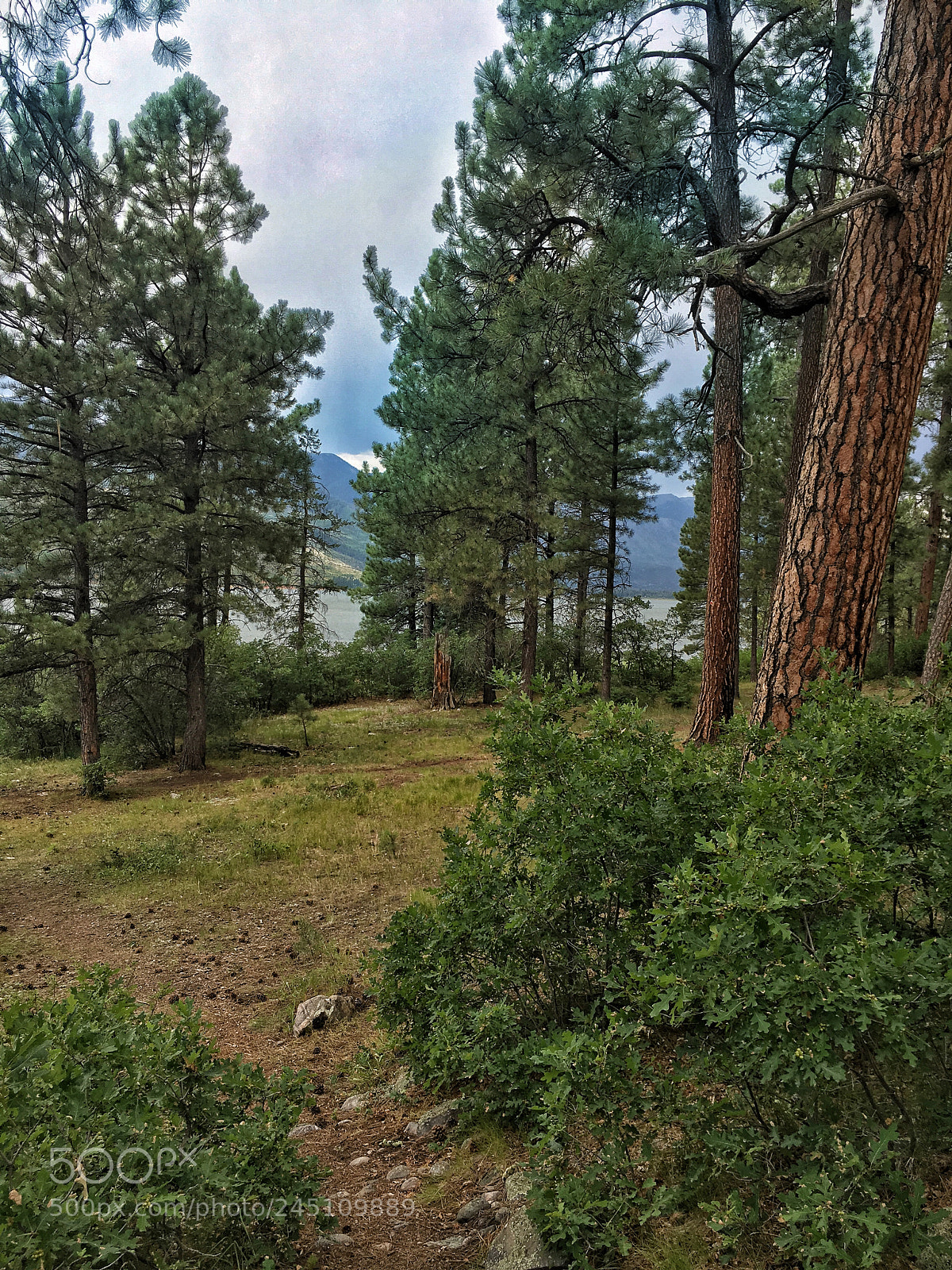 Apple iPhone 6s sample photo. Edge of the lake photography