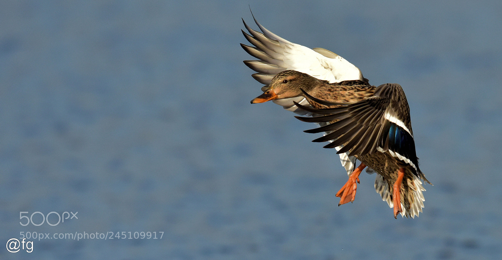 Nikon D810 sample photo. Mid-air stop at -3 photography