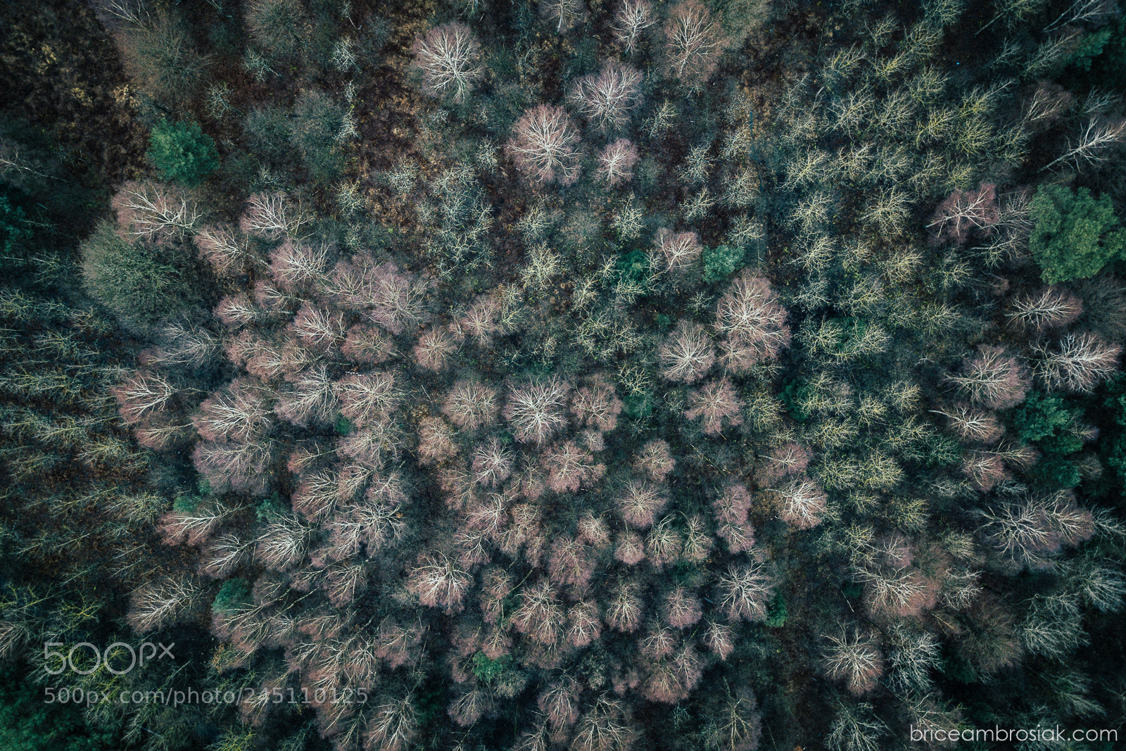 DJI FC220 sample photo. Forest photography