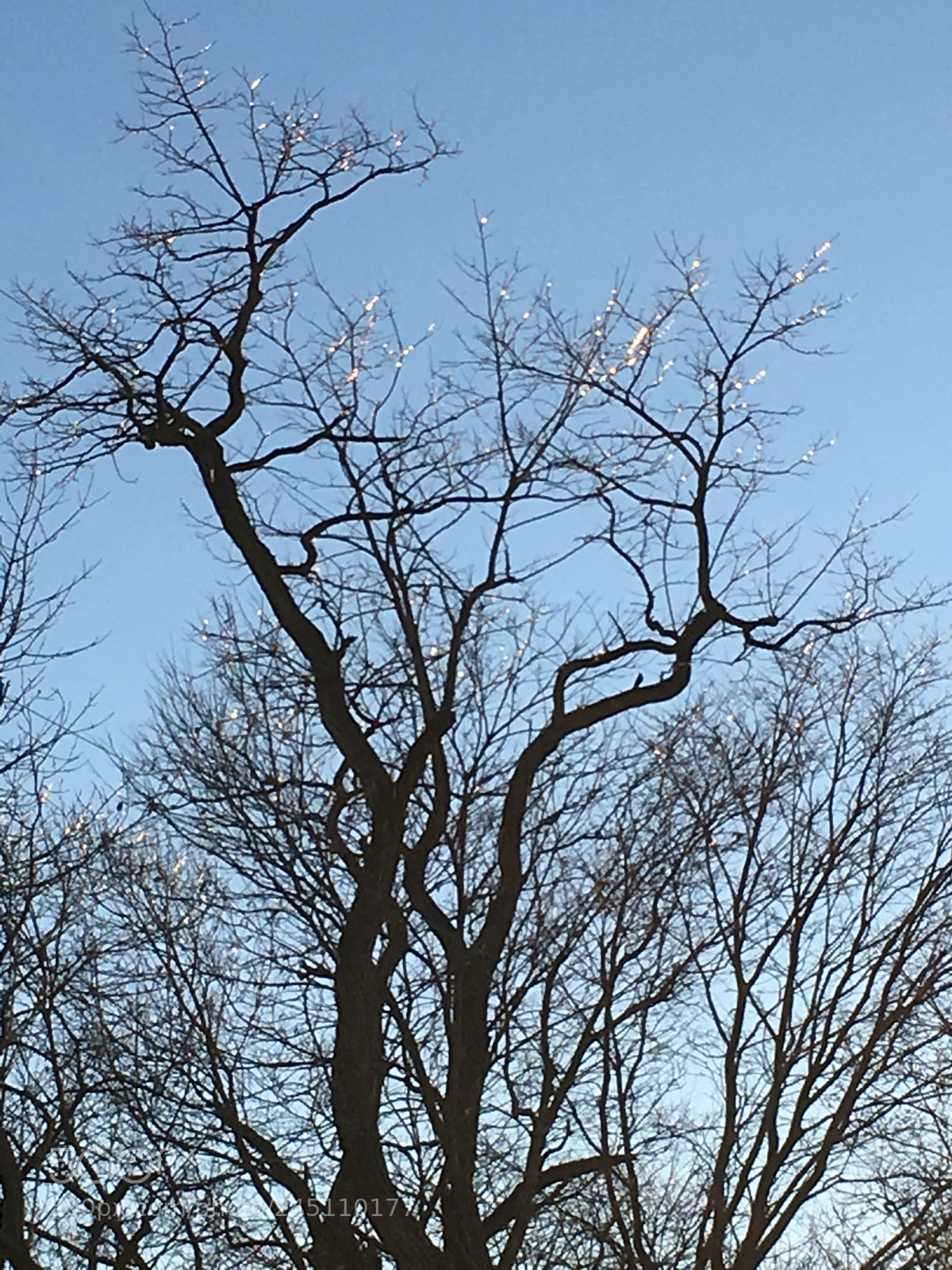 Apple iPhone 6s sample photo. Crystal tree photography