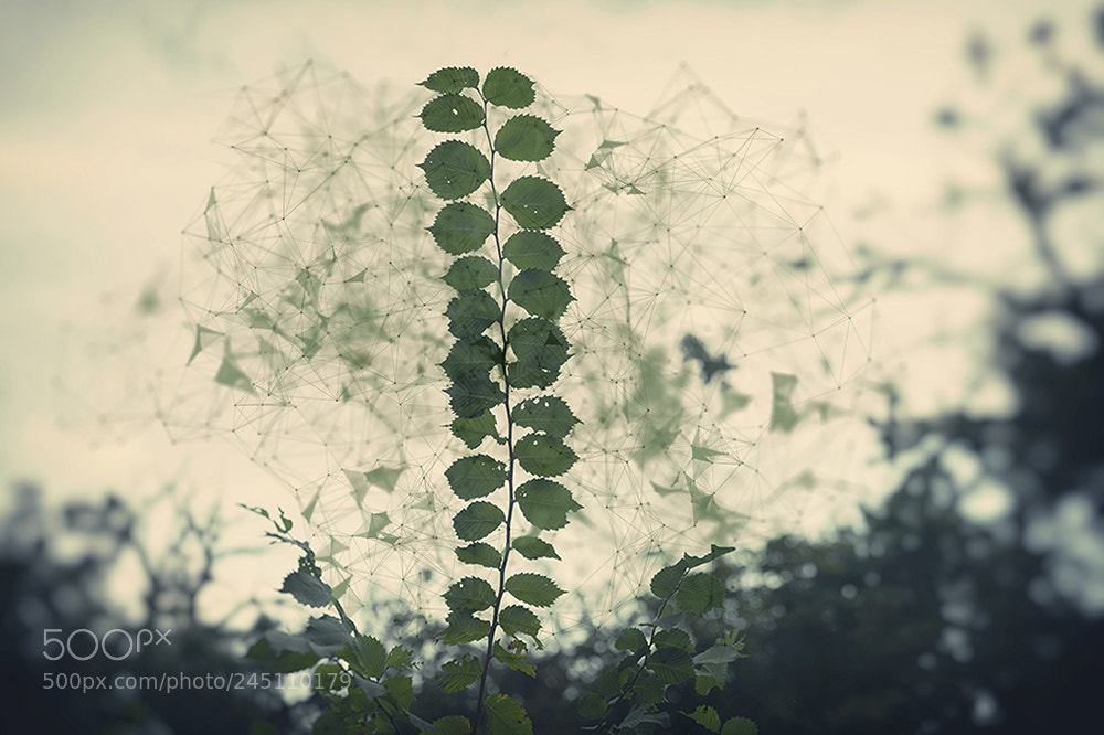 Canon EOS 5DS R sample photo. Chlorophyl photography