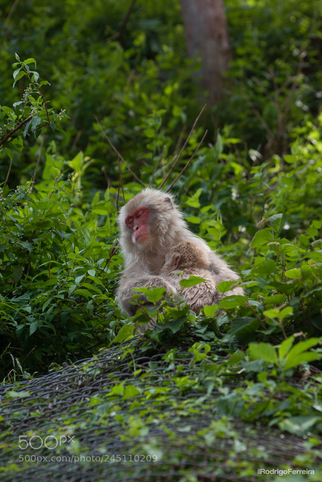 Pentax K200D sample photo. Japan photography