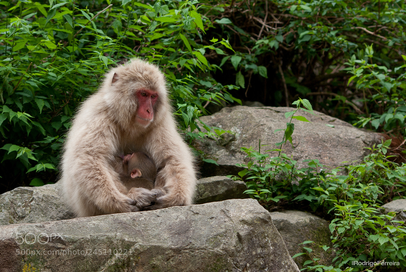 Pentax K200D sample photo. Japan photography