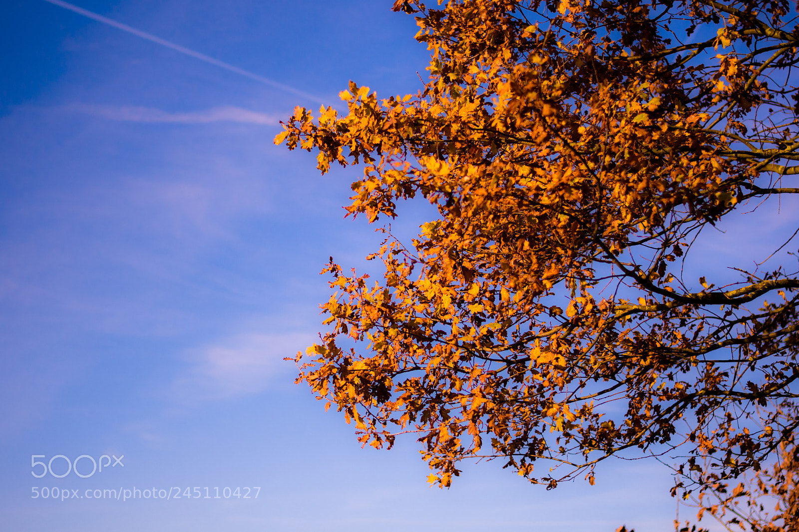 Nikon D500 sample photo. Herbststimmung photography