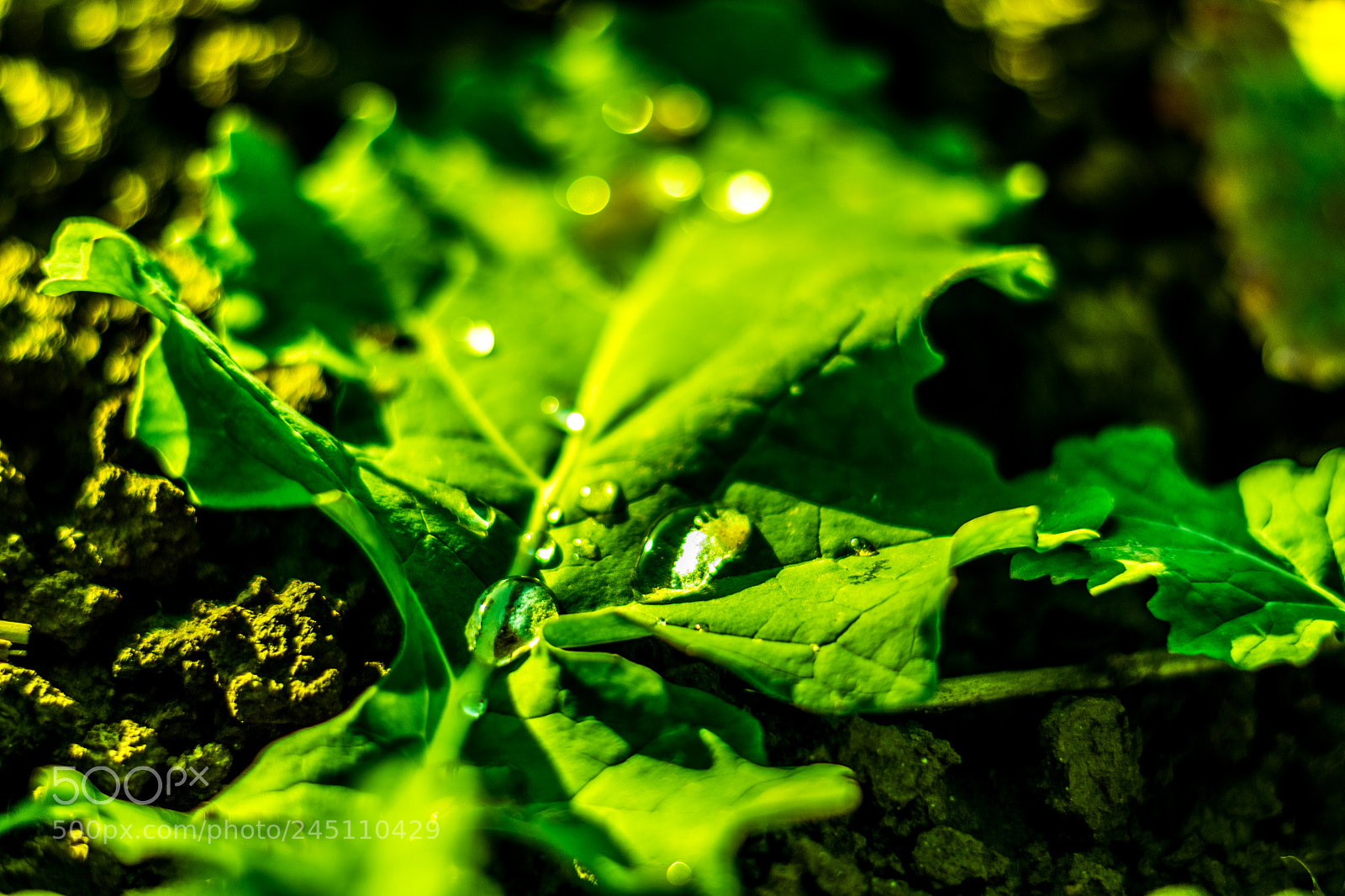 Nikon D500 sample photo. Blatt-makro photography
