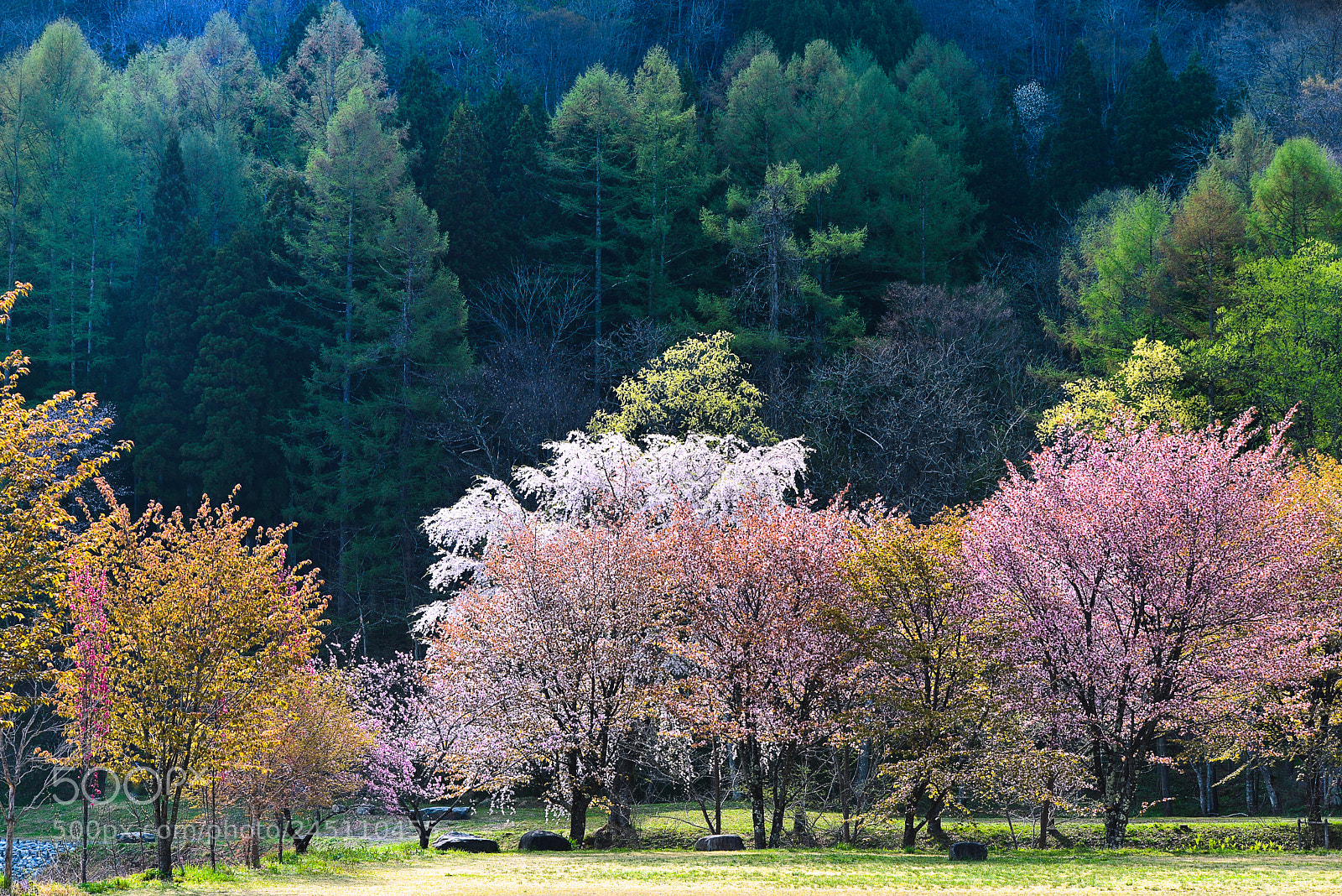 Nikon D610 sample photo. Spring in hakuba 9 photography