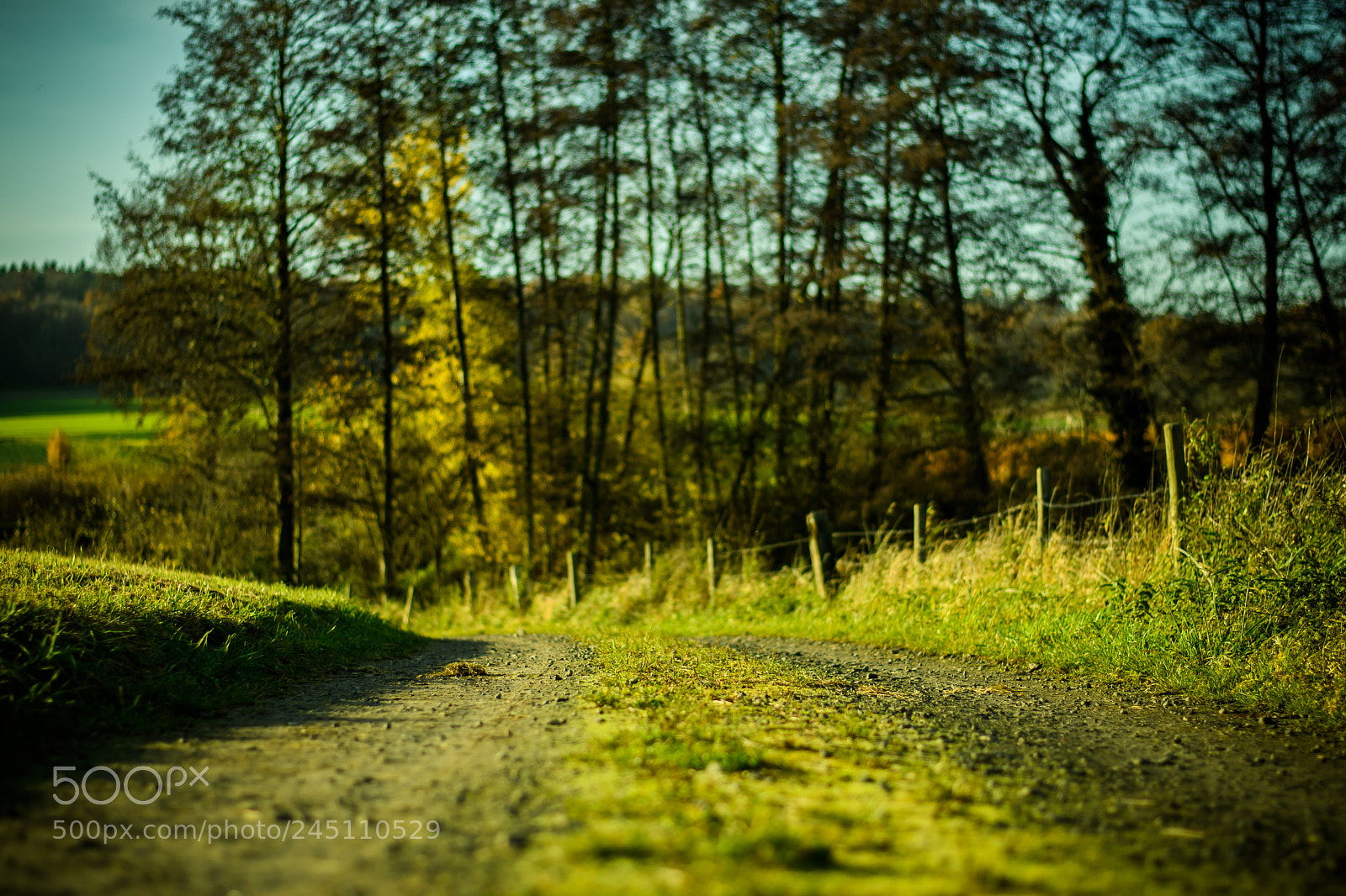 Nikon D500 sample photo. Spaziergang photography