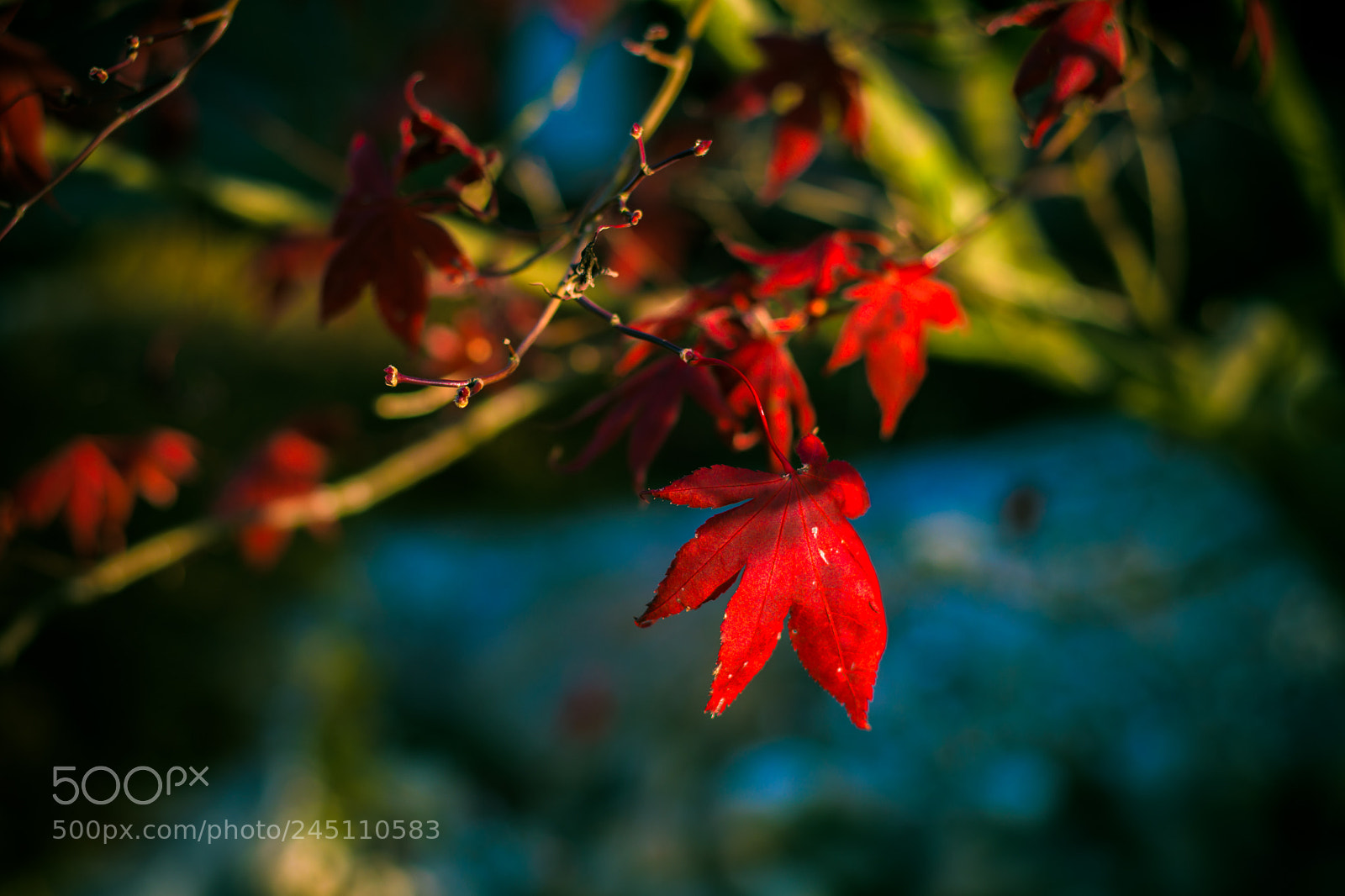Nikon D500 sample photo. Herbstblatt photography