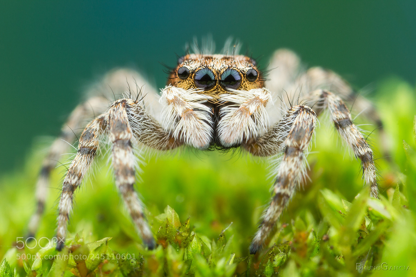 Canon EOS 600D (Rebel EOS T3i / EOS Kiss X5) sample photo. Salticidae photography