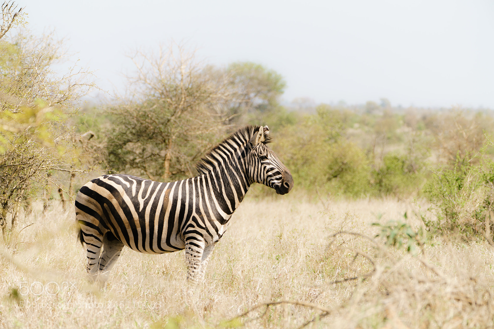 Sony a7R II sample photo. Zebra photography