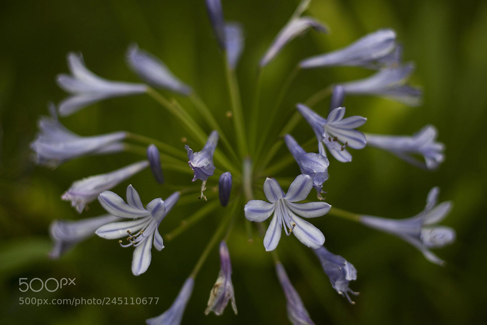 Canon EOS 650D (EOS Rebel T4i / EOS Kiss X6i) sample photo. Agapanthus photography