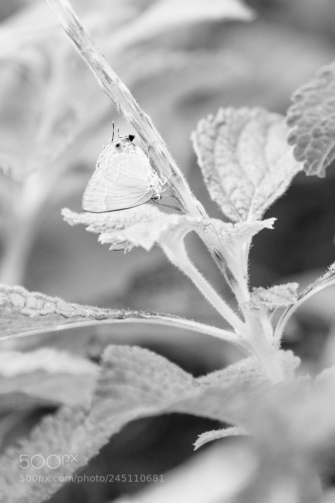 Sony a7R II sample photo. Faded photography