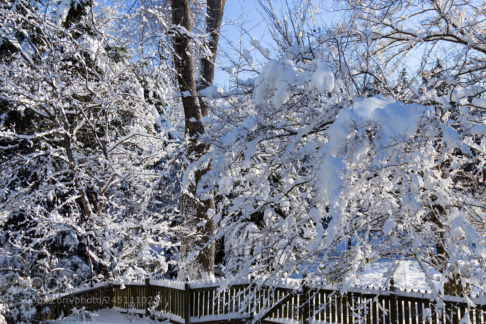 Canon EOS 7D Mark II sample photo. Snow photography