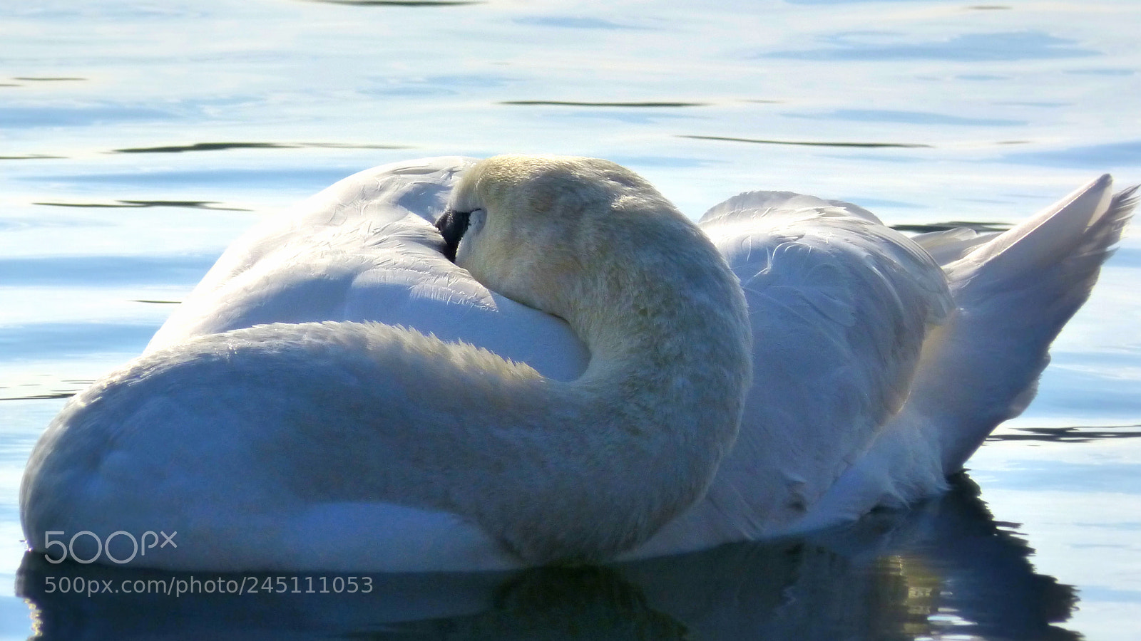 Panasonic DMC-FZ62 sample photo. Sweet dreams photography