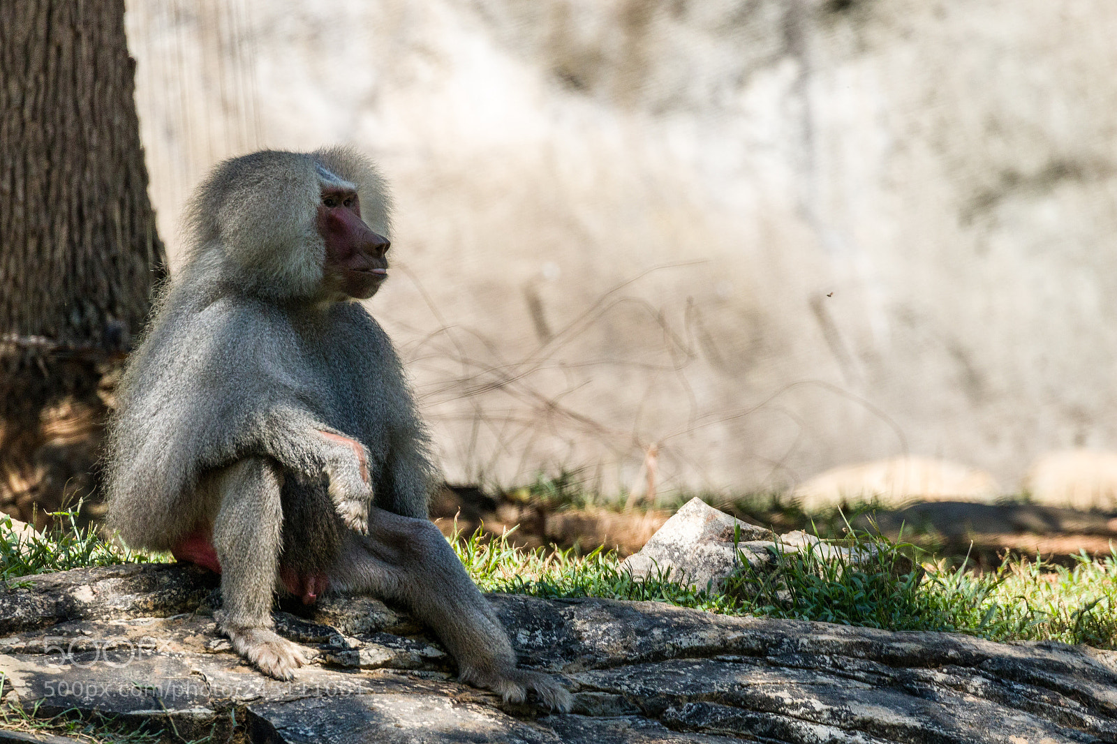Canon EOS 7D Mark II sample photo. Hamdryas baboon photography