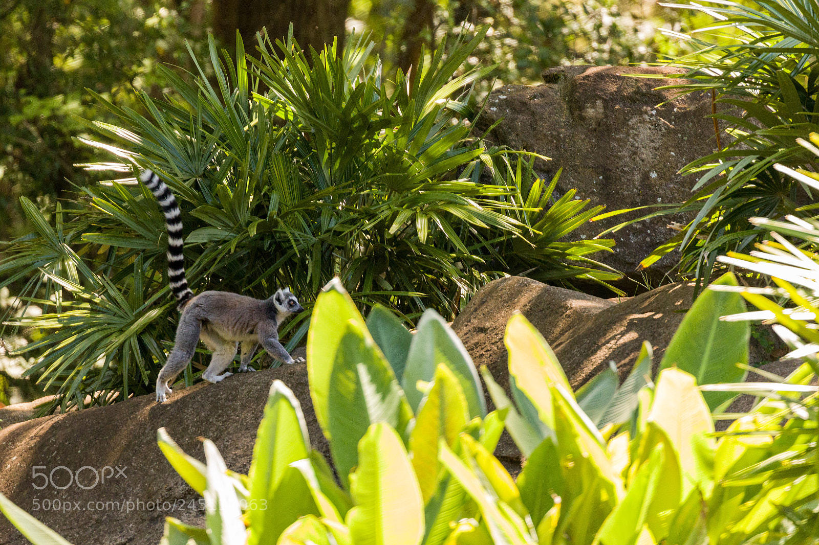 Canon EOS 7D Mark II sample photo. Ring-tailed lemur photography