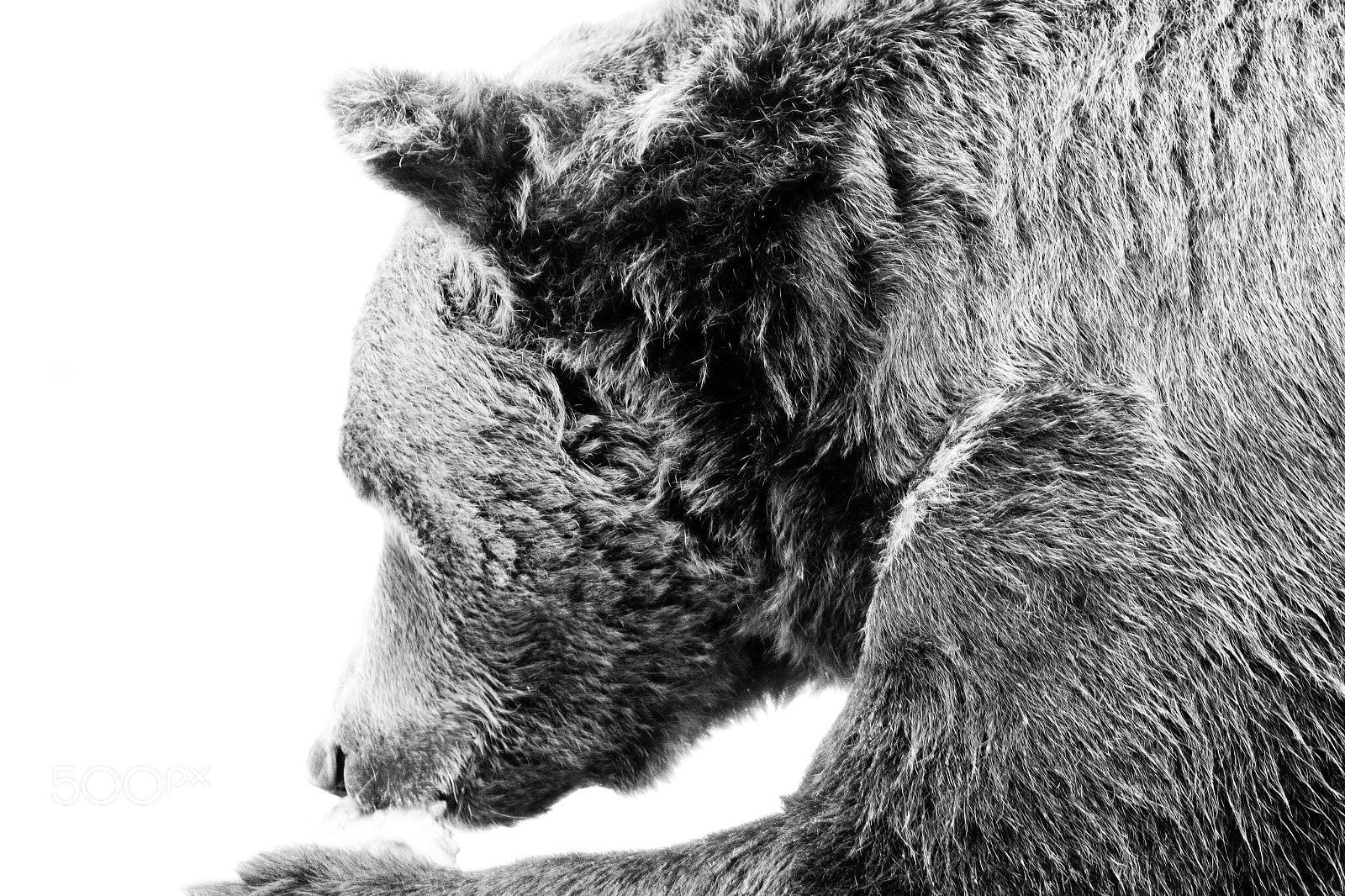 Canon EOS 7D Mark II sample photo. Bear in b&w photography