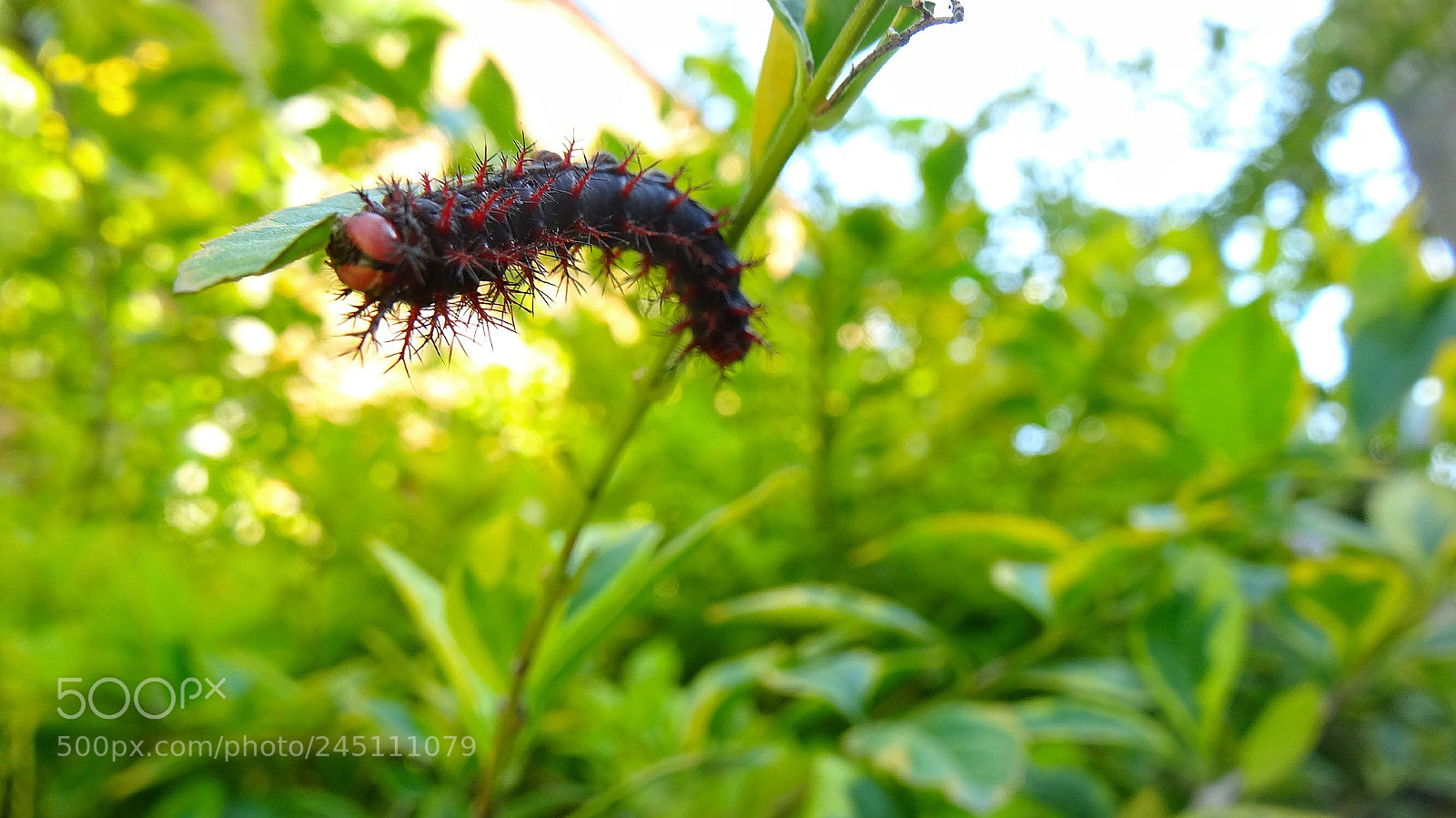 Sony Cyber-shot DSC-HX20V sample photo. Worm photography