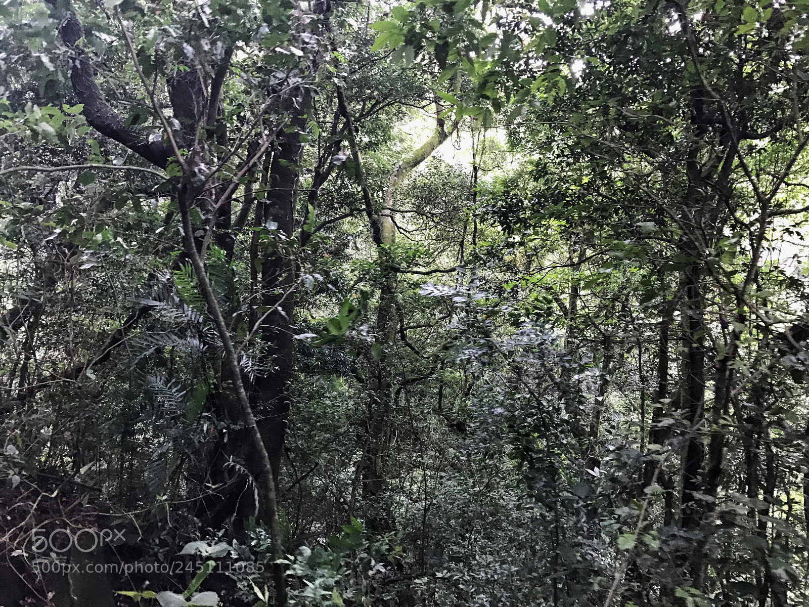 Apple iPhone 7 Plus sample photo. Forest in costa rica photography
