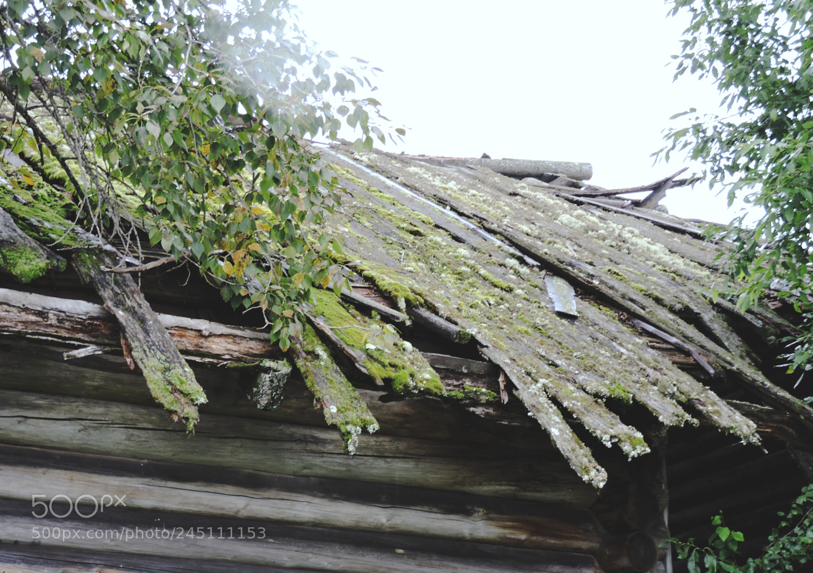 Nikon Coolpix P530 sample photo. The power of nature photography