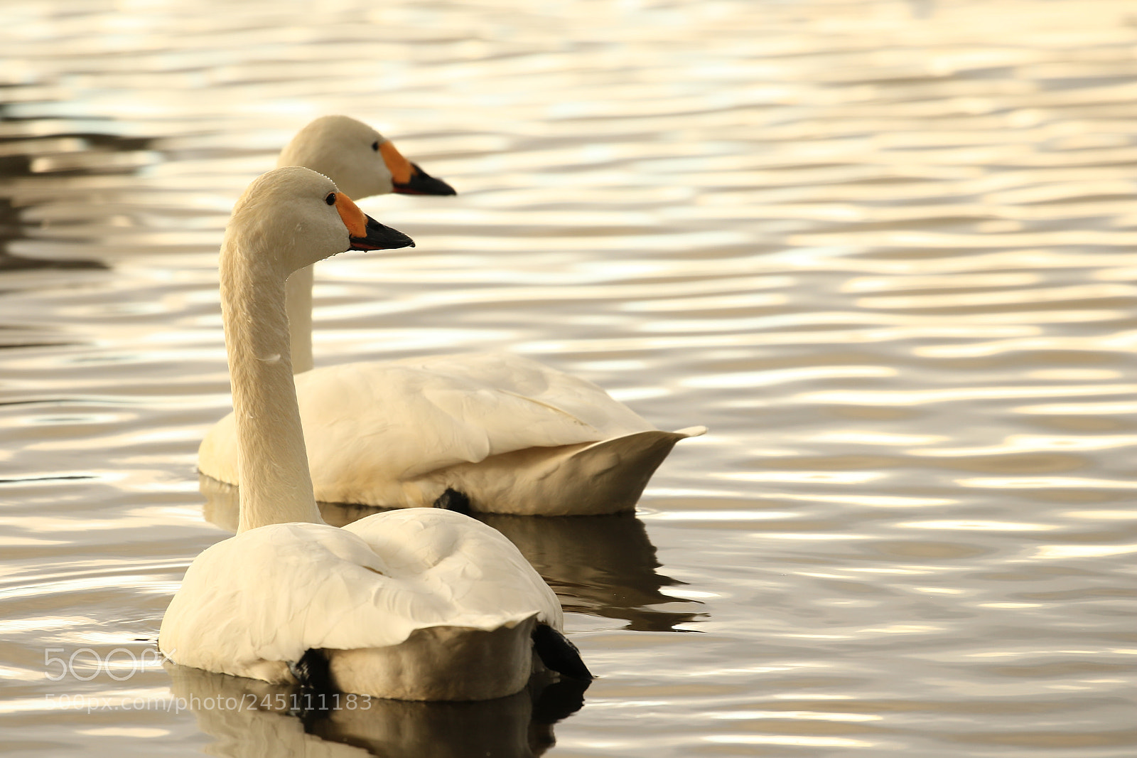 Canon EOS 7D Mark II sample photo. Tundra swan  コハクチョウ photography