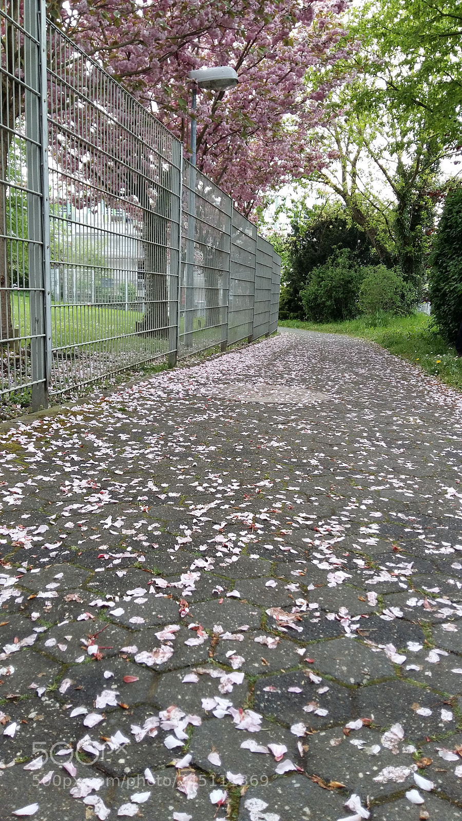 Samsung Galaxy A5 sample photo. Falling pink photography