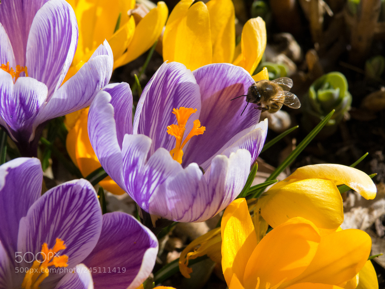 Panasonic Lumix DMC-FZ100 sample photo. Spring is coming soon photography