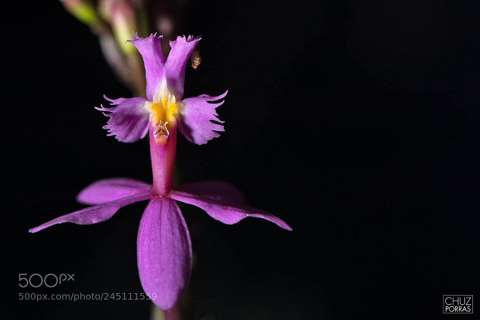 Nikon D7100 sample photo. Purple flower photography
