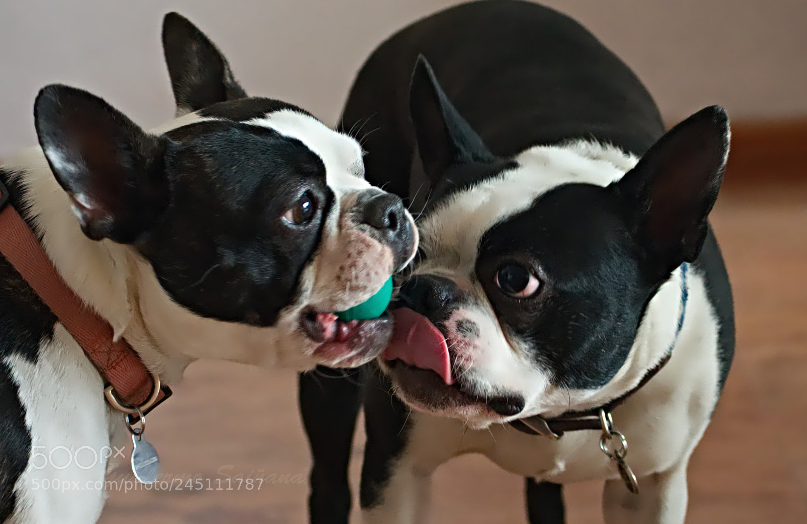 Nikon D3400 sample photo. Perros photography