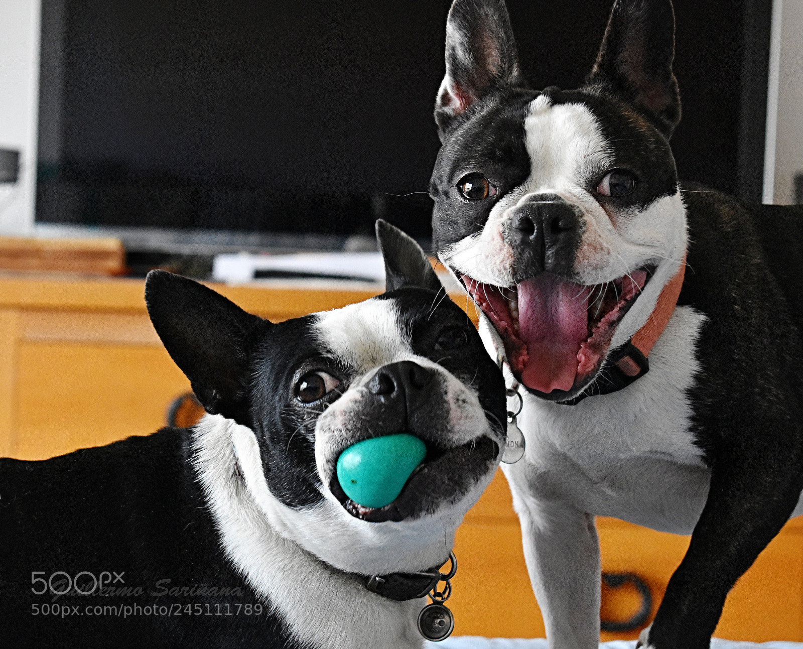 Nikon D3400 sample photo. Perros photography