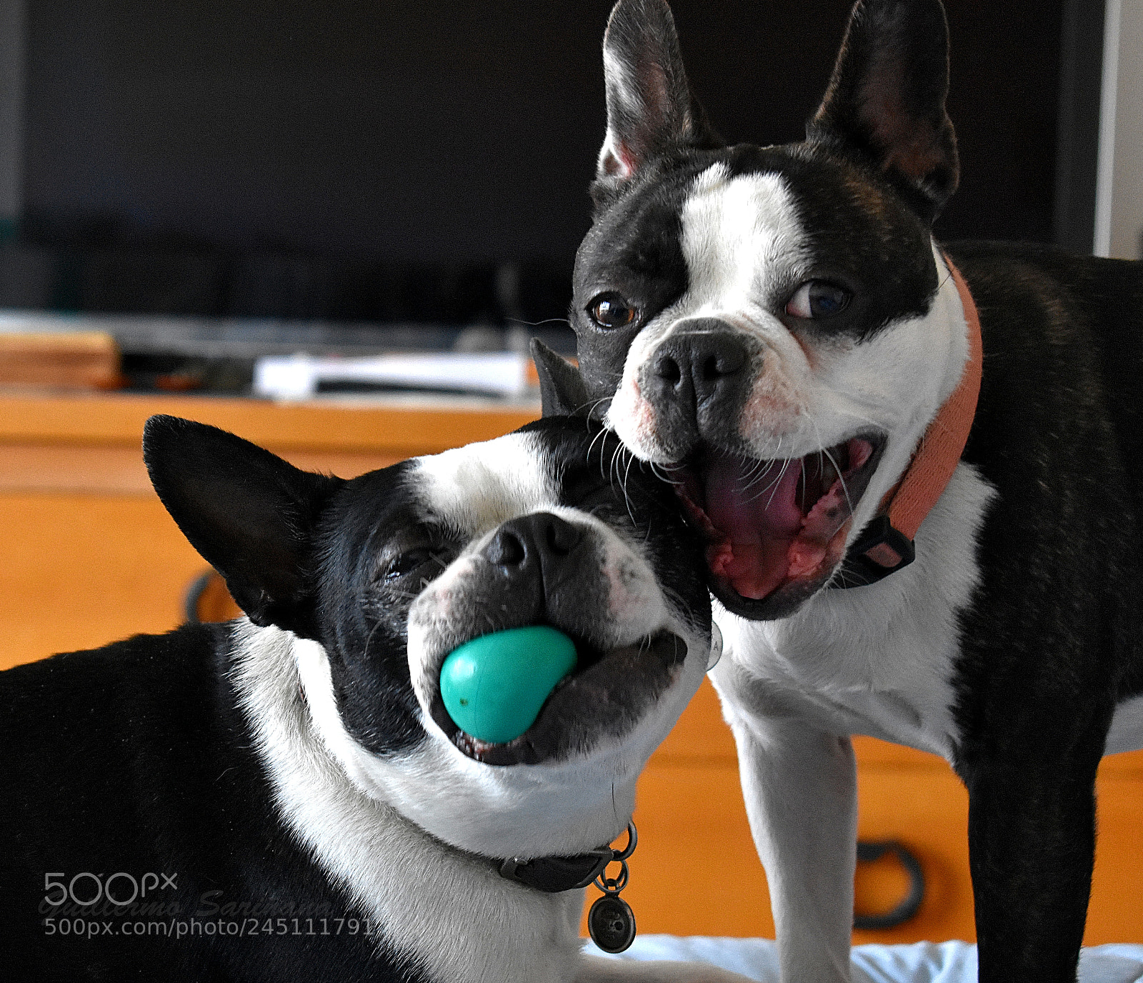 Nikon D3400 sample photo. Perros photography