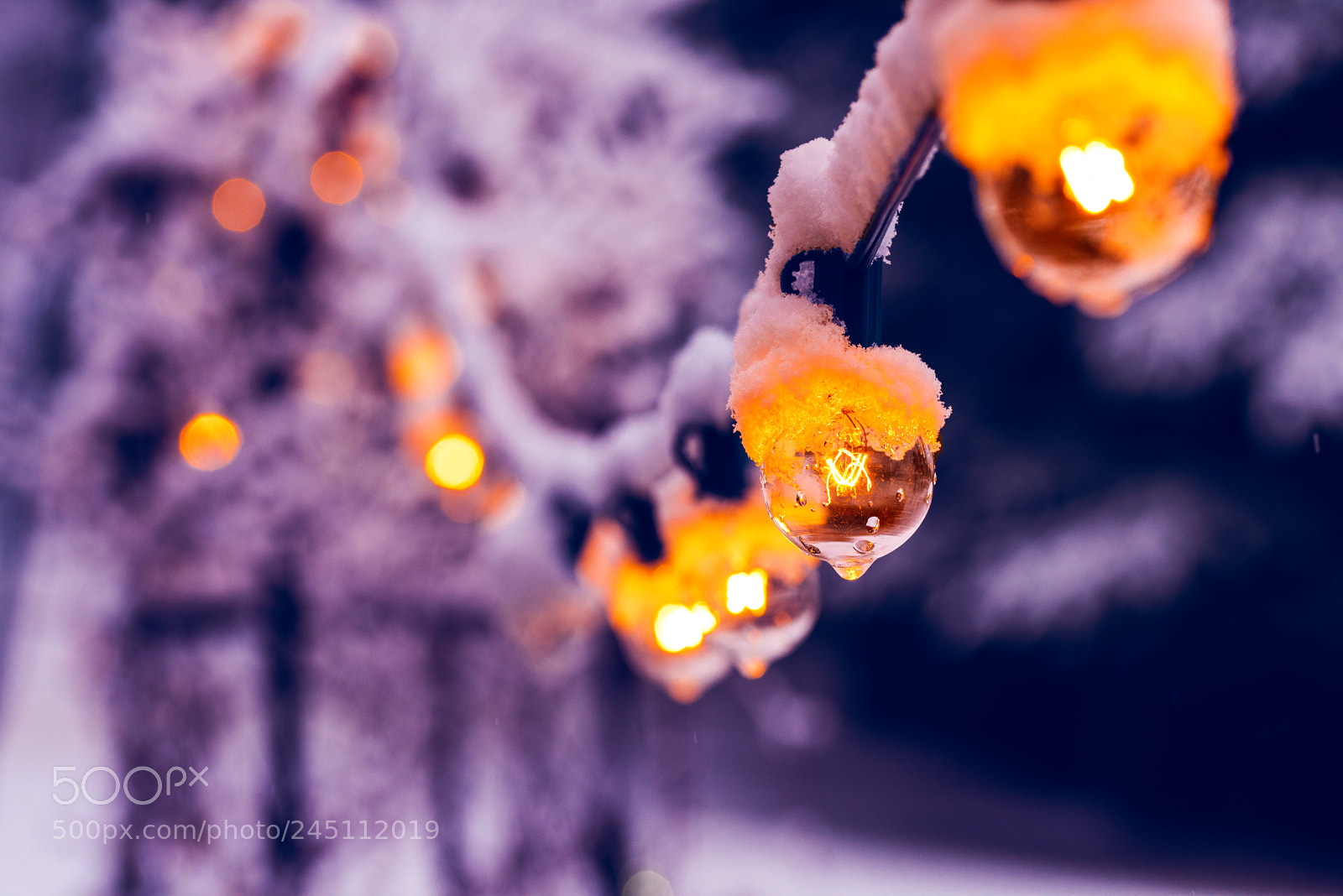 Nikon D810 sample photo. Winter light photography