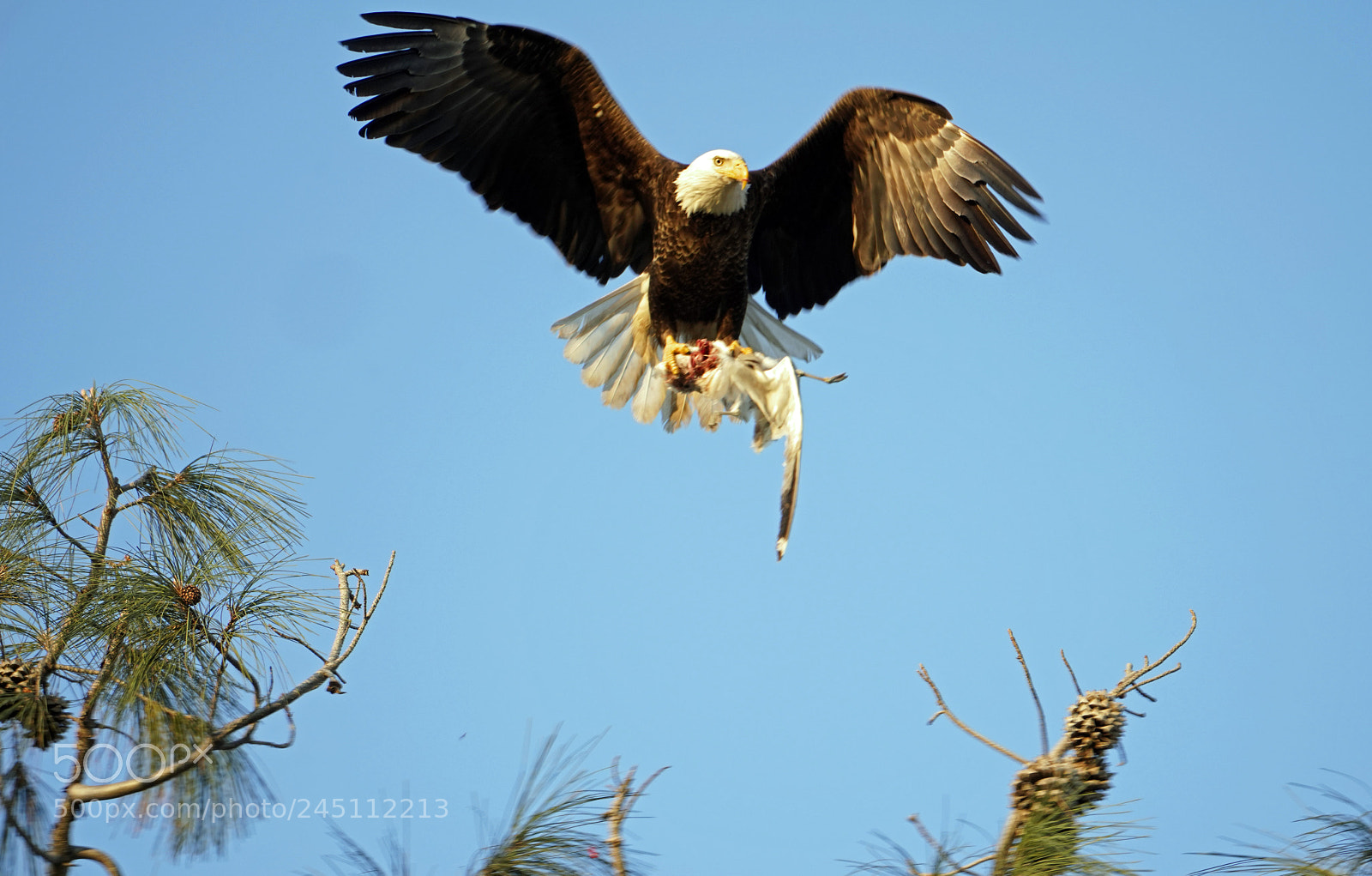 Sony a7R III sample photo. Bald eagle with prey photography