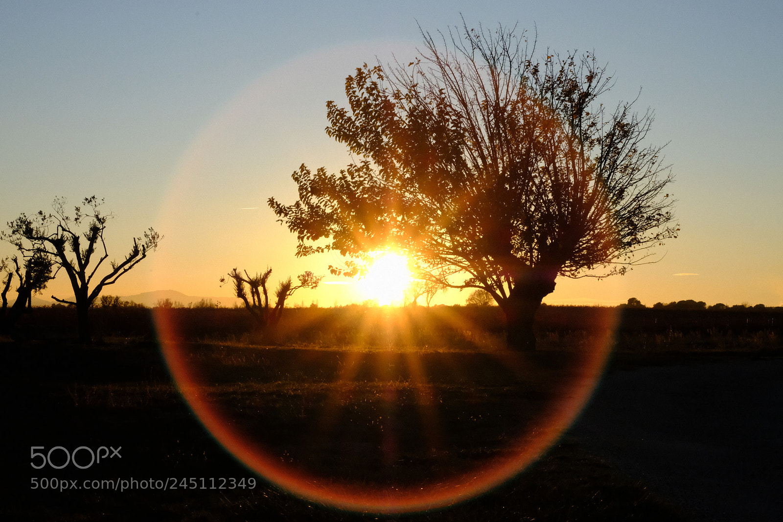 Fujifilm X-T2 sample photo. Sunset in provence vineyard photography