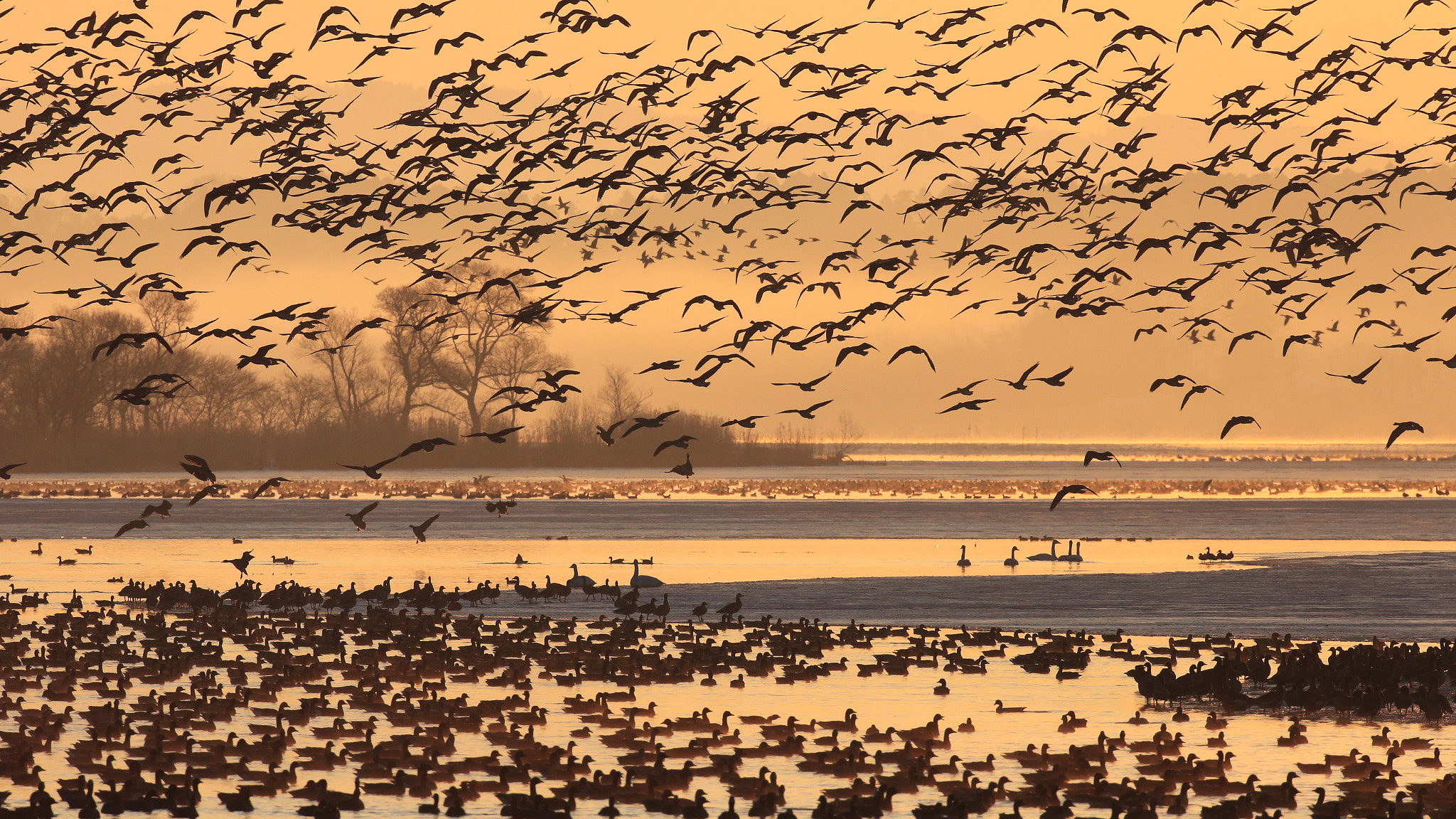 Canon EOS 5D Mark II sample photo. Wild geese covering the swamp photography