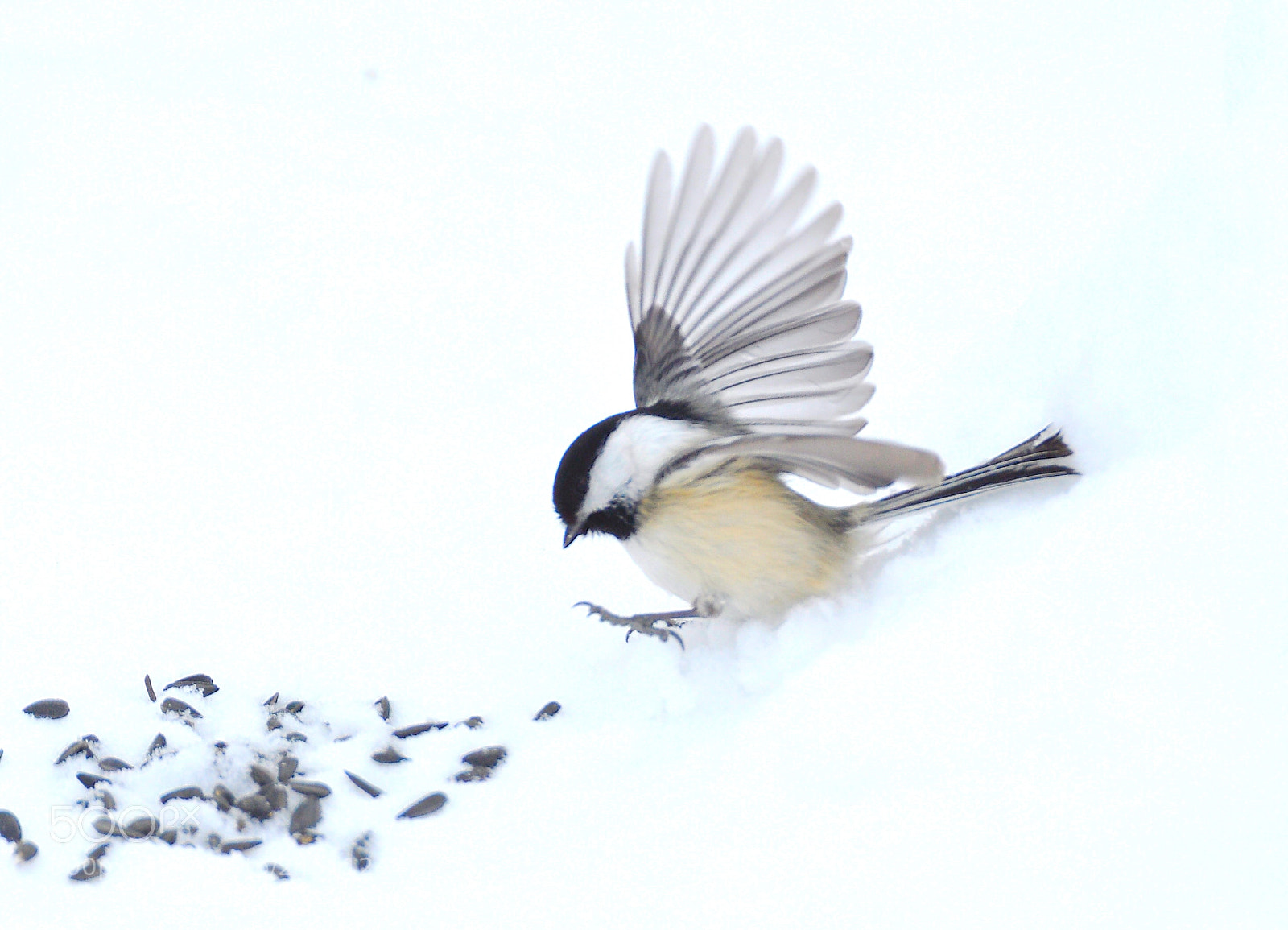 Nikon D90 sample photo. Winter photography