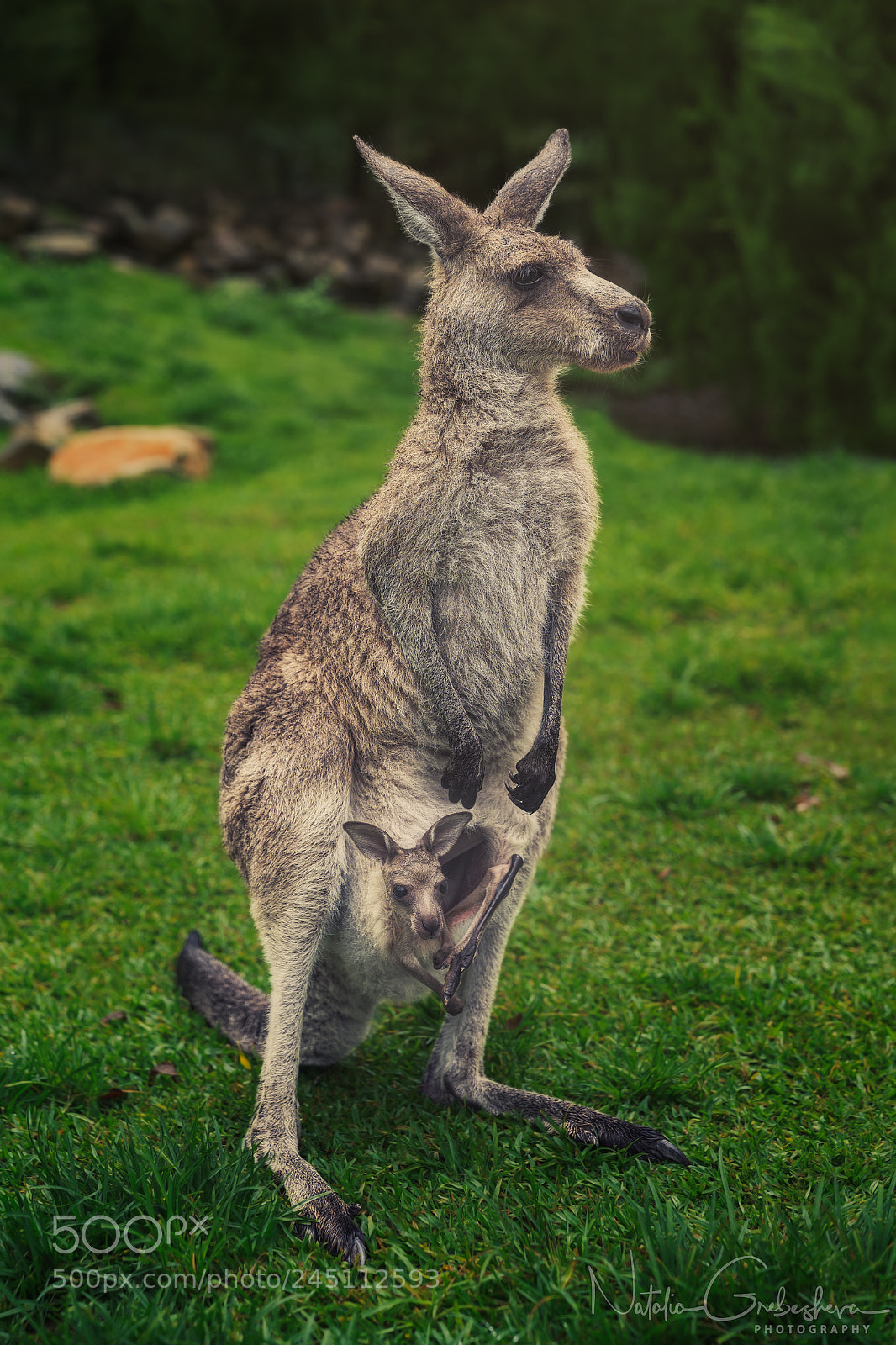 Sony a7R II sample photo. Kangaroo mama photography
