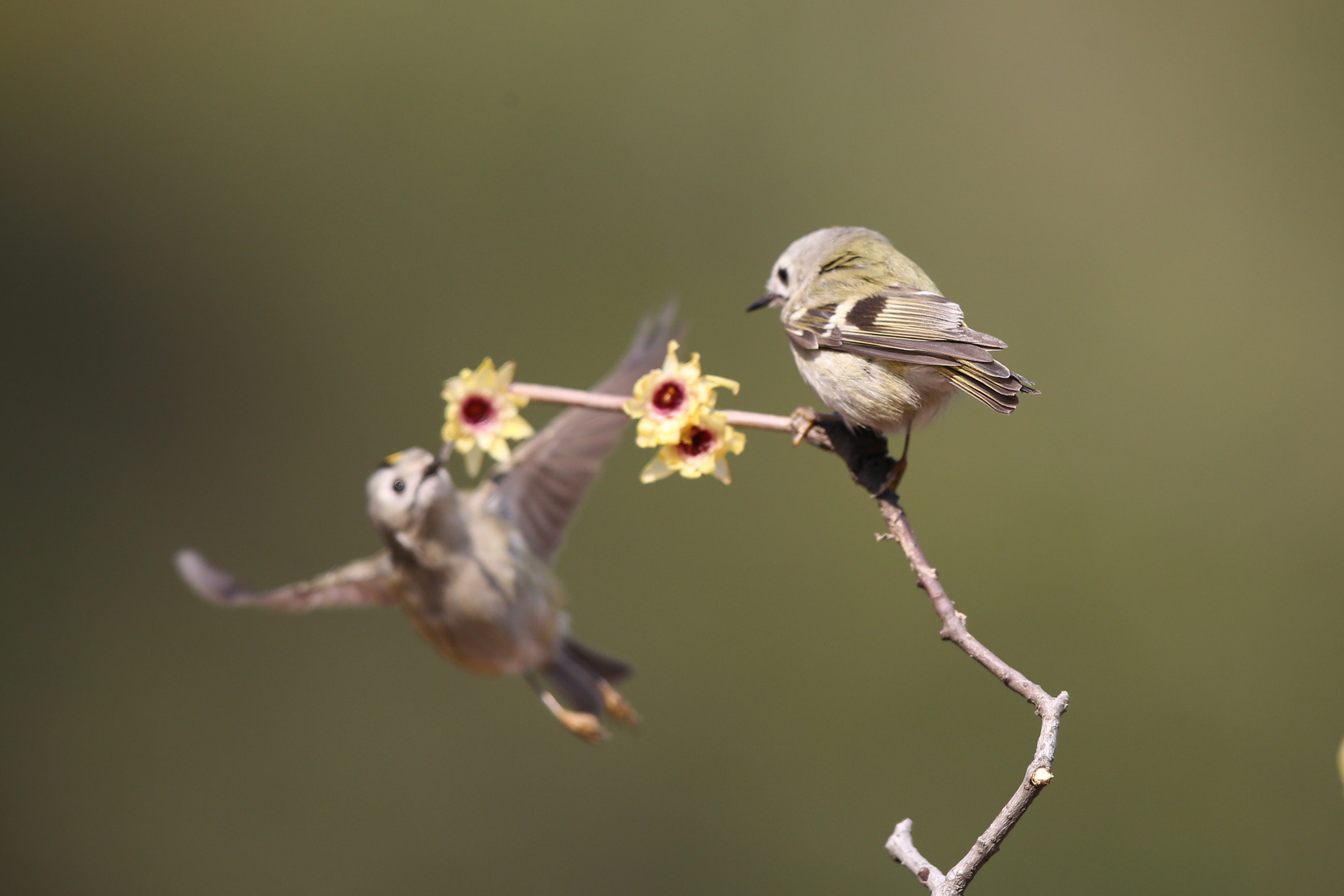 Canon EF 600mm F4L IS II USM sample photo