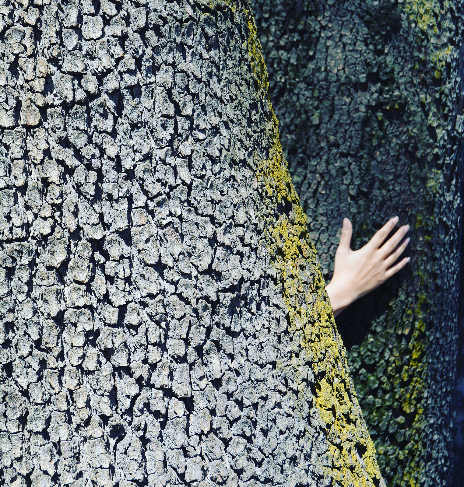 Nikon D5200 sample photo. Tree photography