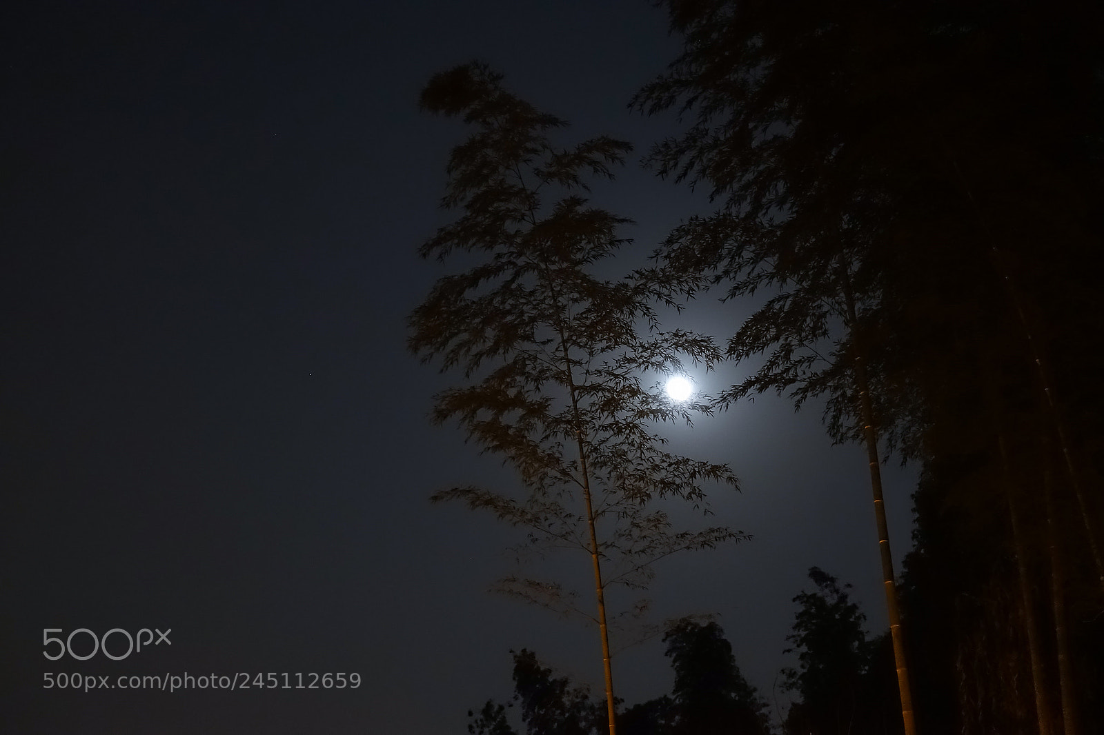 Sony Cyber-shot DSC-RX100 III sample photo. Moon with bamboo photography