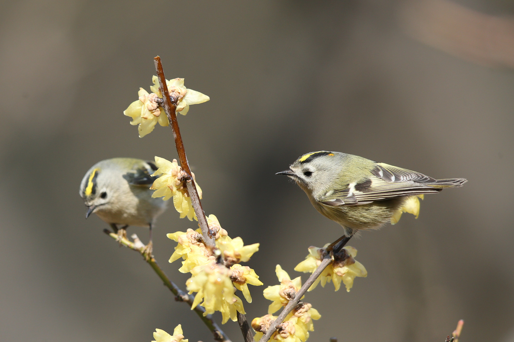 Canon EF 600mm F4L IS II USM sample photo