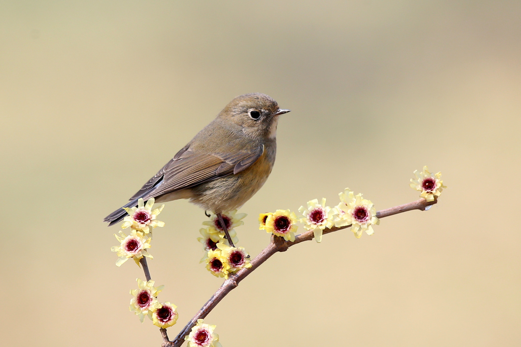 Canon EOS-1D X + Canon EF 600mm F4L IS II USM sample photo