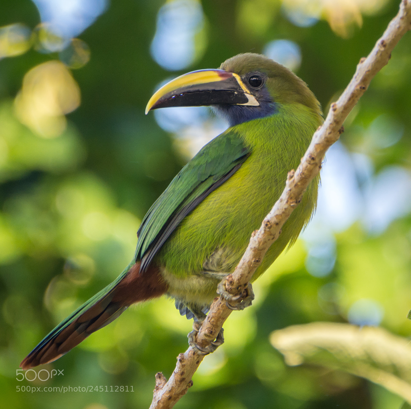 Nikon D7200 sample photo. Emerald toucanet photography