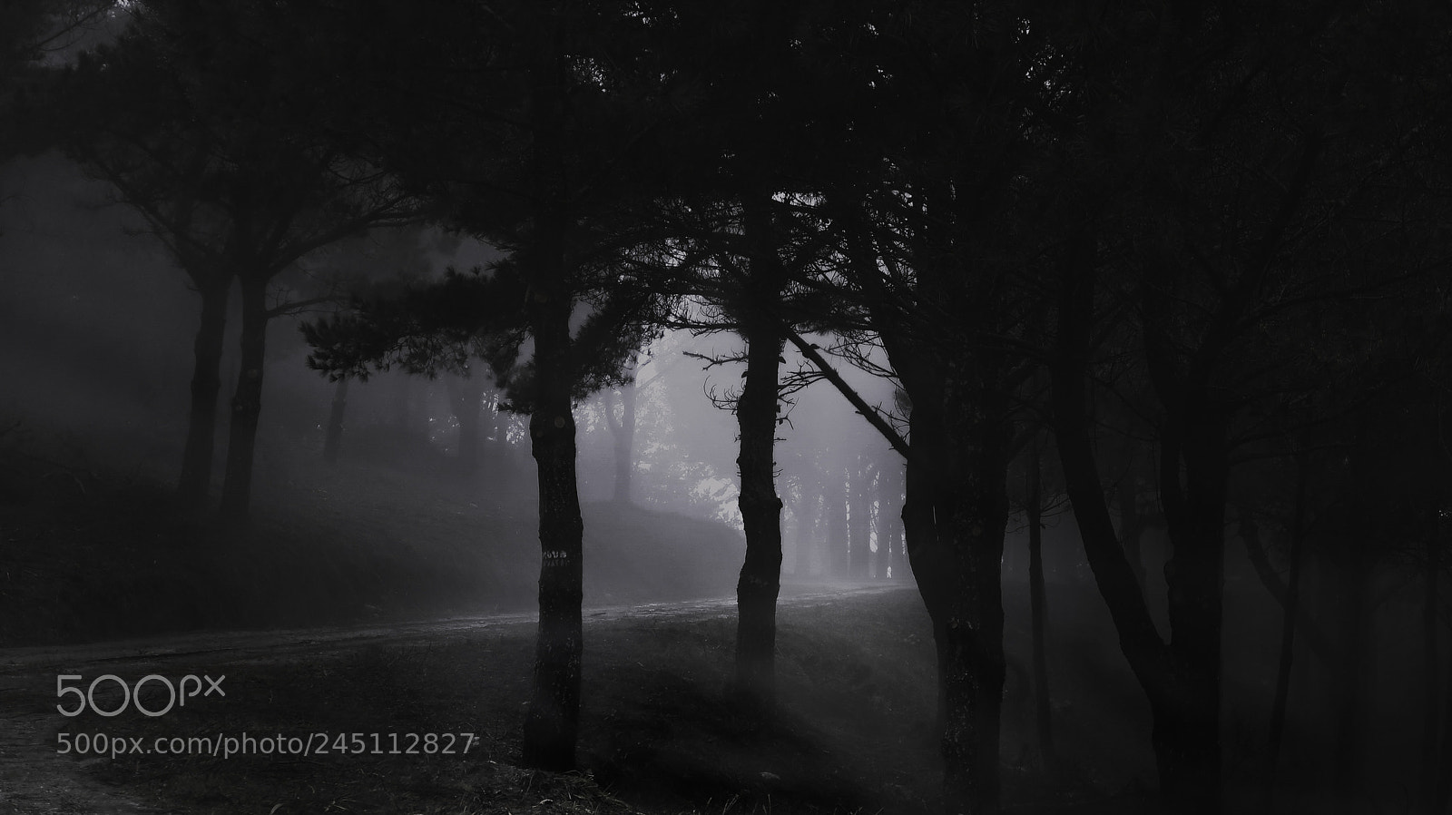 Canon PowerShot G7 X Mark II sample photo. Blanco y negro photography