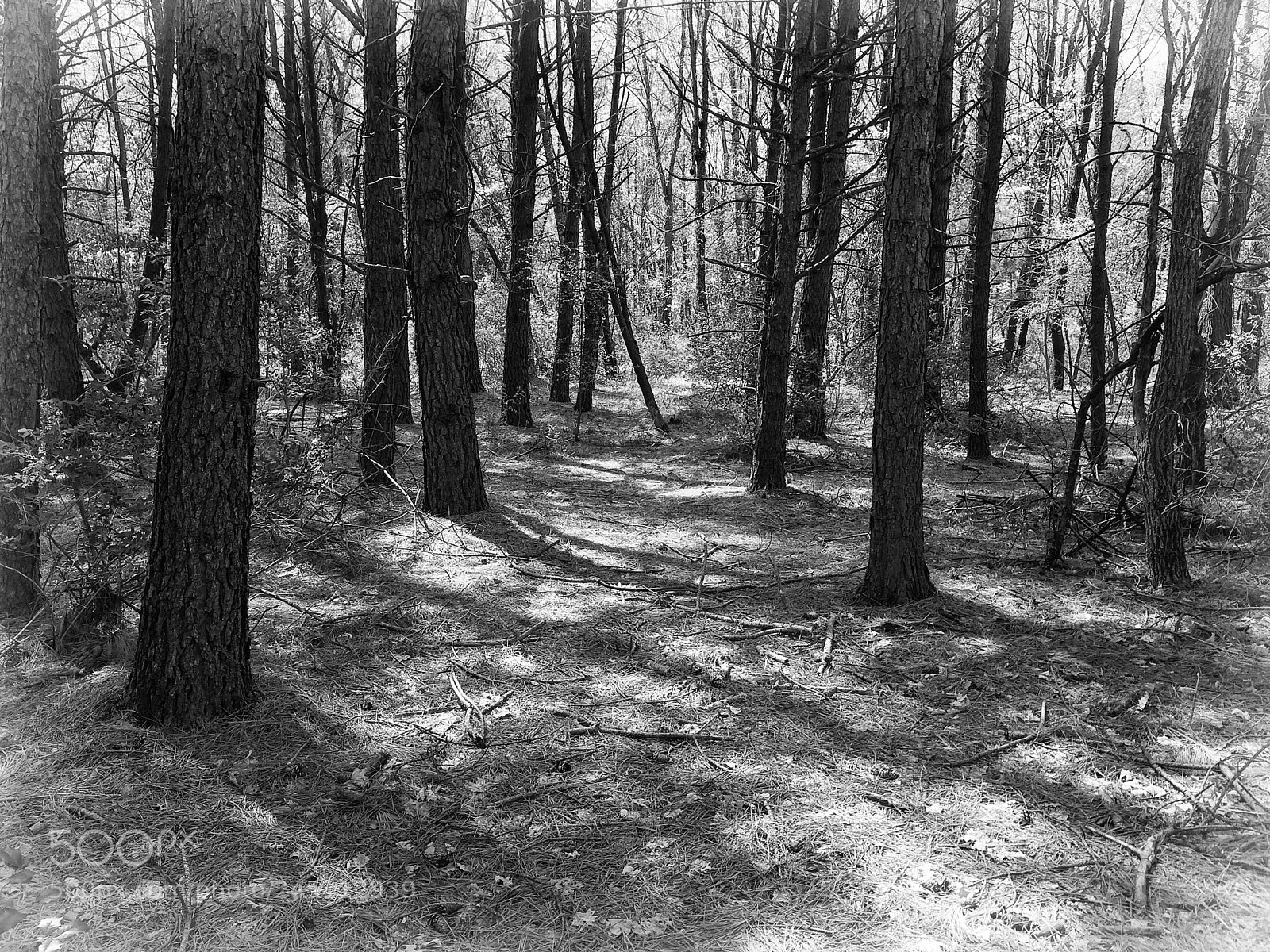 Apple iPhone 5s sample photo. Forest photography