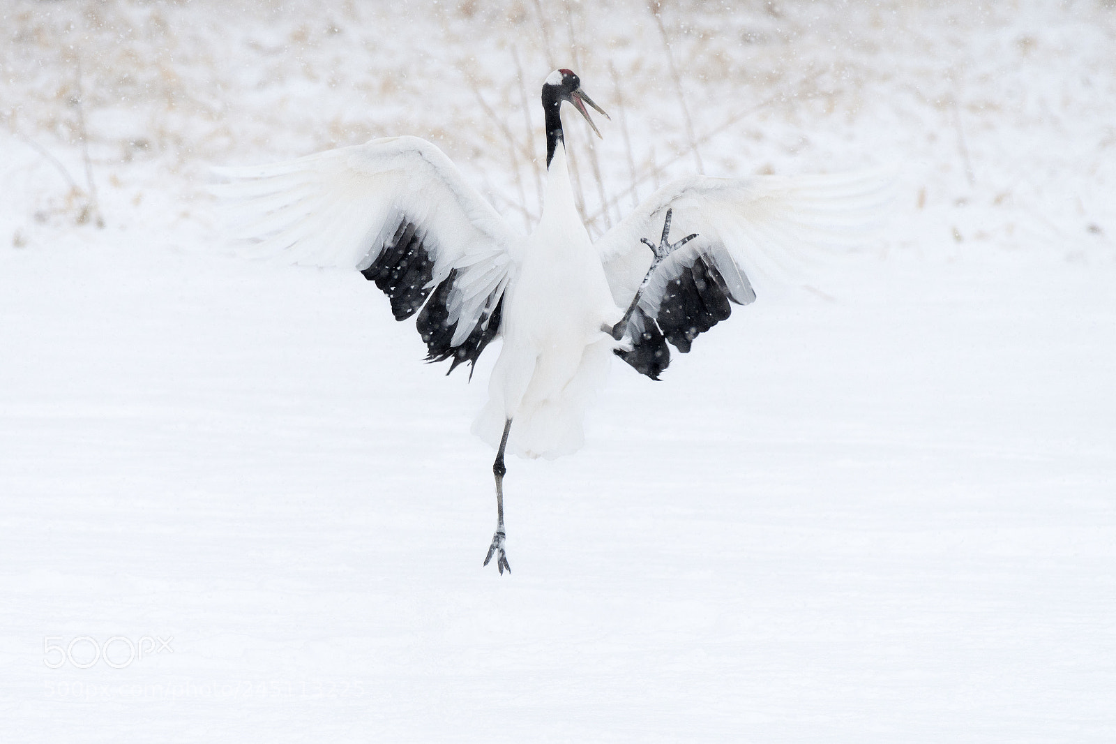 Nikon D500 sample photo. Snow day! photography