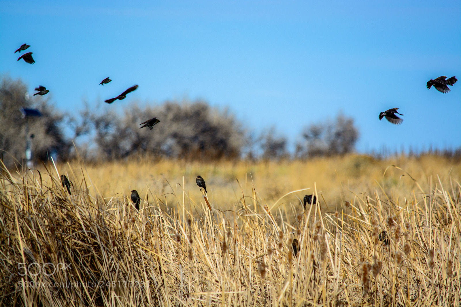 Nikon D5200 sample photo. Birds.jpg photography