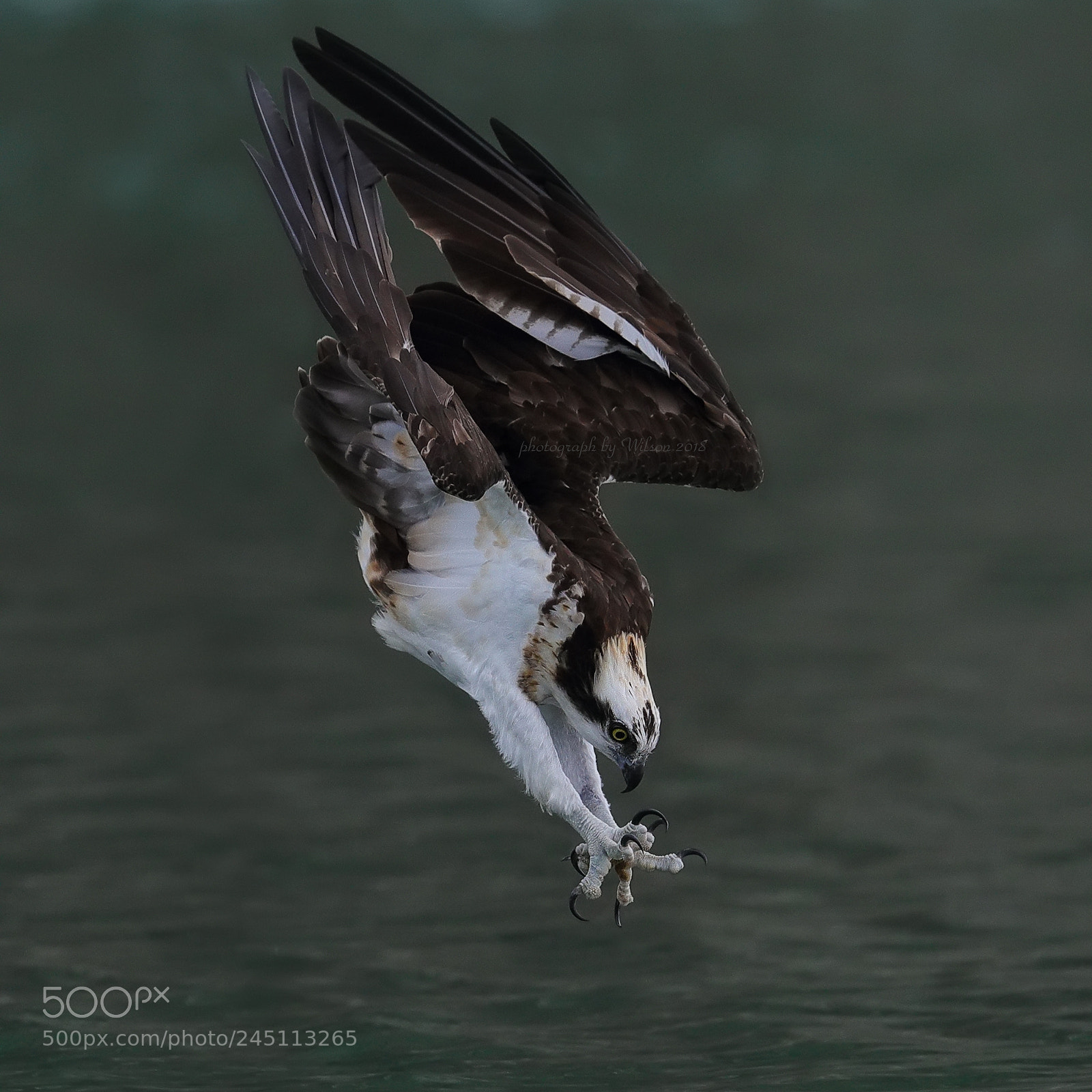 Canon EOS-1D X Mark II sample photo. Osprey photography