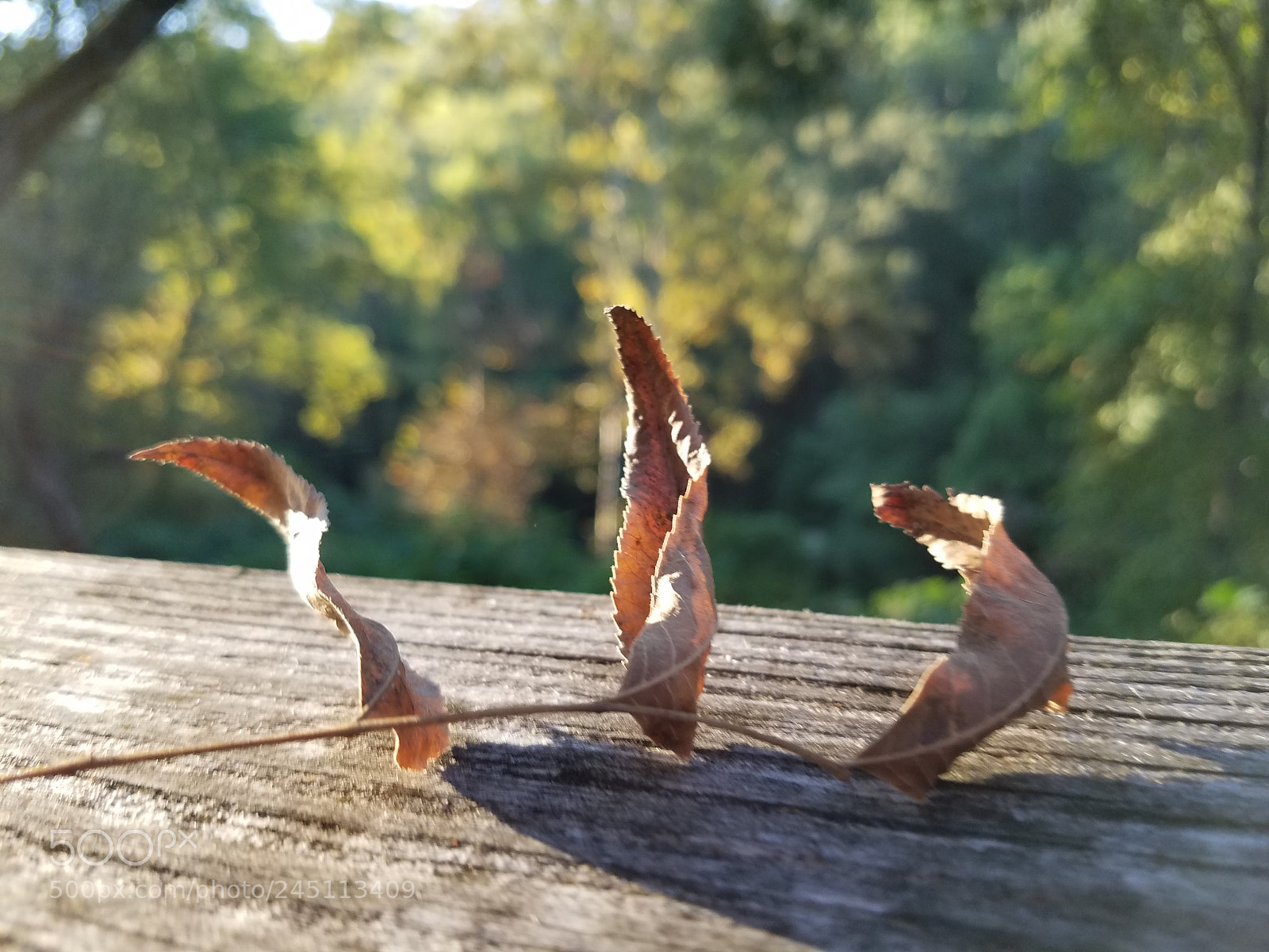 Samsung Galaxy S7 Edge sample photo. 4.jpg photography